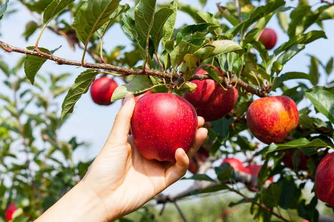 Apple and Potato Export Market at Risk as Kyrgyzstan Moves to Ban Seasonal Imports